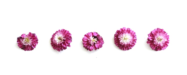 Walking with Cake: Dried Flowers 2