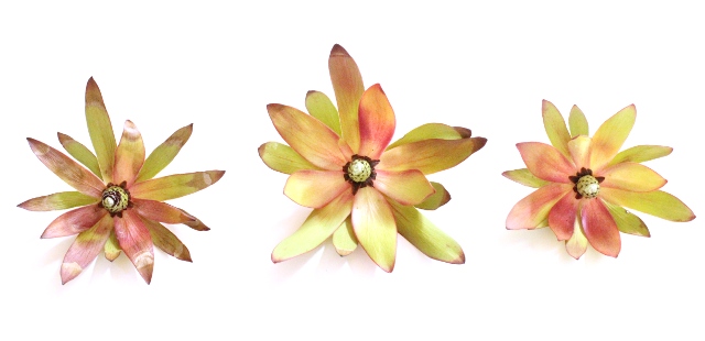 Walking with Cake: Dried Flowers