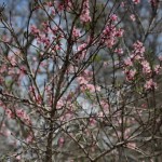 Walking with Cake: Peach Tree