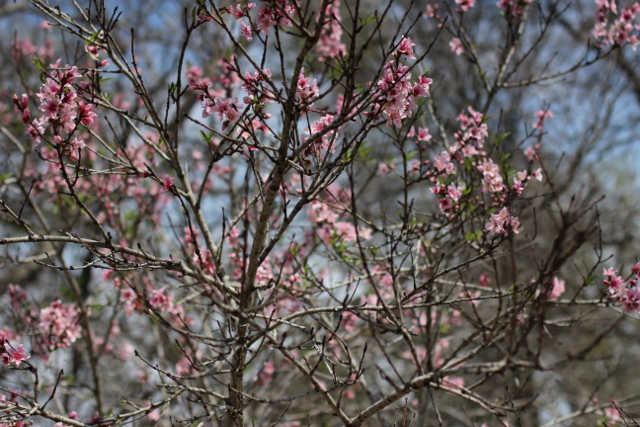 Walking with Cake: peach tree