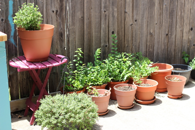 Walking with Cake: Flower pots