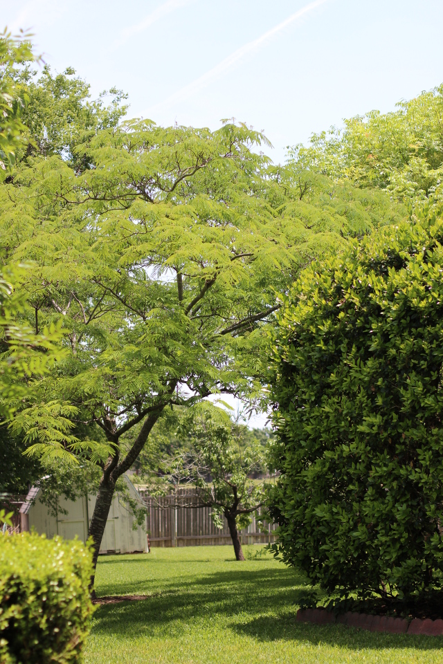 Walking with Cake: Green yard