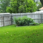 Walking with Cake: Garden