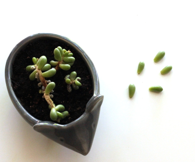 Walking with Cake: Hedgehog succulent 2