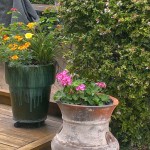 Walking with Cake: Potted plants