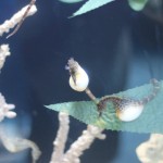 (Male seahorses at Moody Gardens. They are either pregnant or showing off to their mates.)