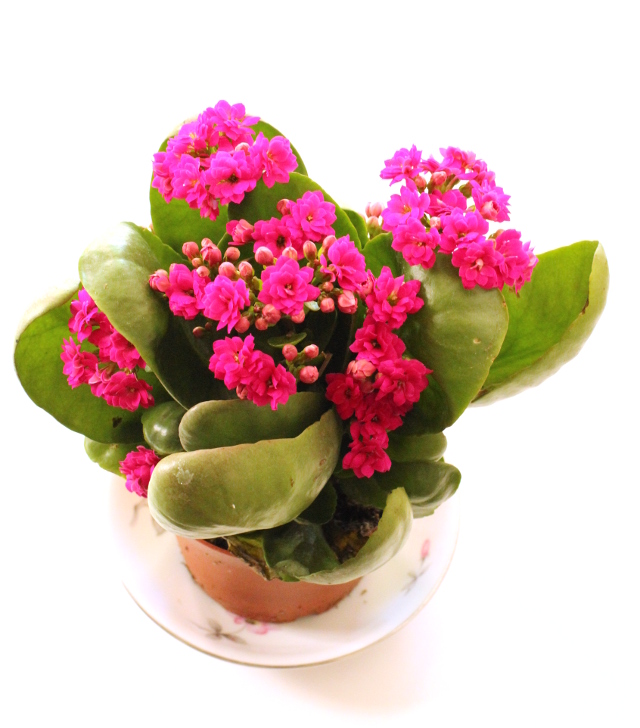 Walking with Cake: Bright fall flowers