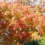 (This Chinese Pistache Tree grows behind our fence and is so beautiful in the fall.)