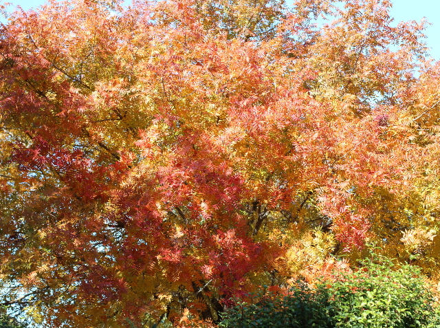 Walking with Cake: Chinese Pistache Tree