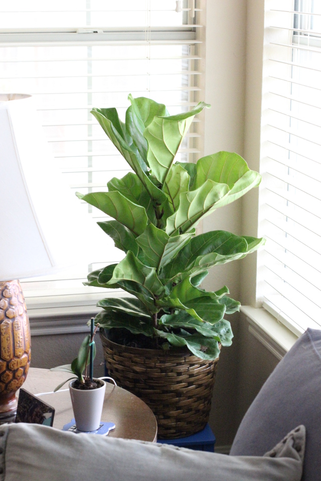 Walking with Cake: Fiddle Leaf Fig Tree