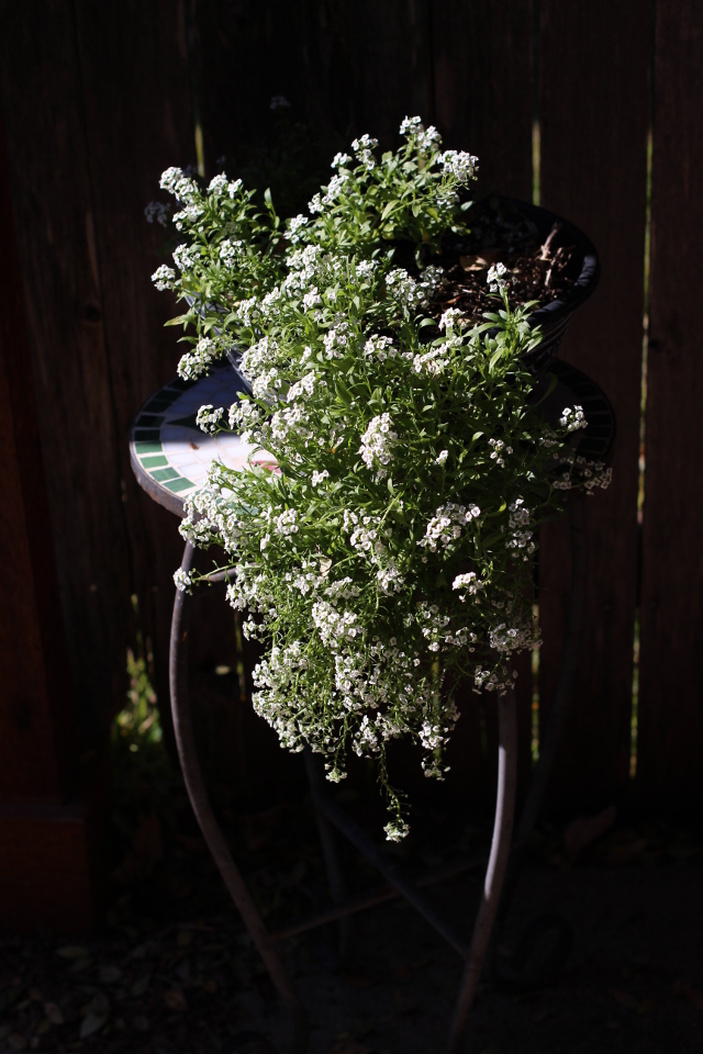 Walking with Cake: Blooms in shadow