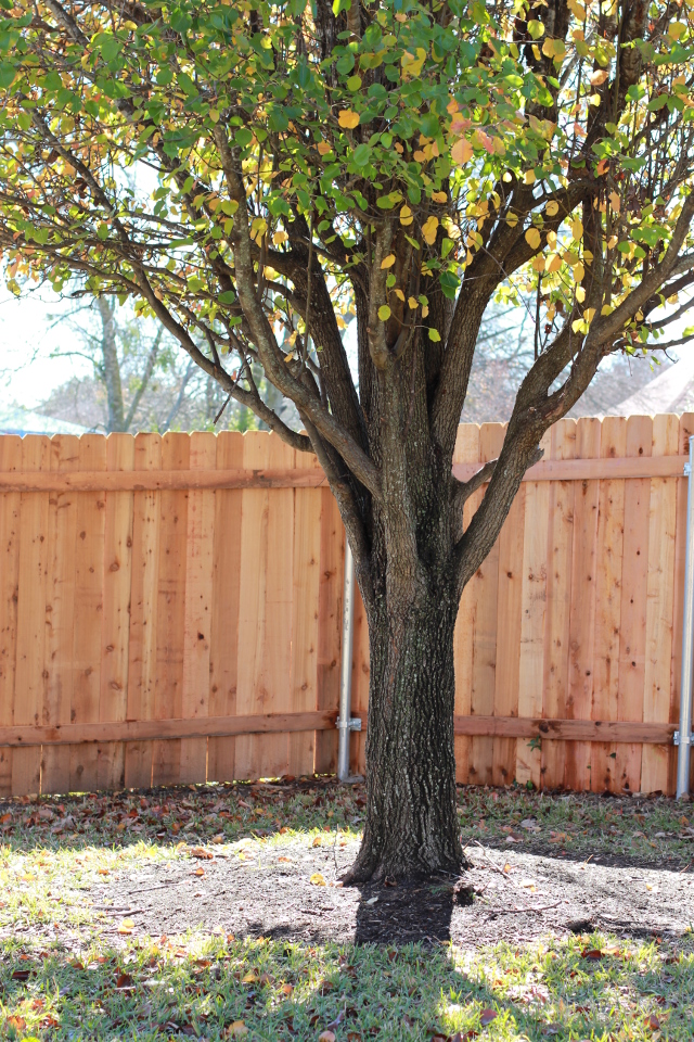 Walking with Cake: Winter Tree