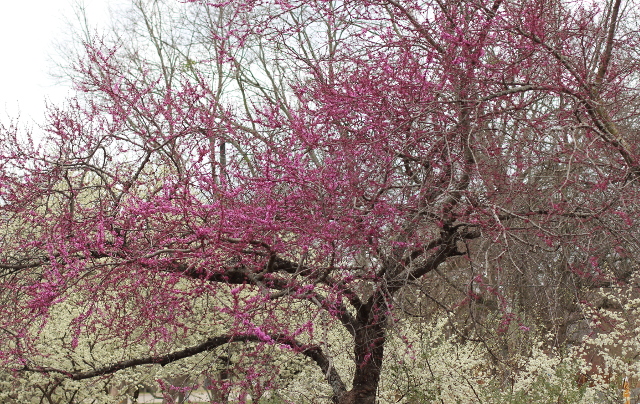 Walking with Cake: Blooming Tree