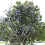 (Our mountain laurel is blooming and it smells so good.)