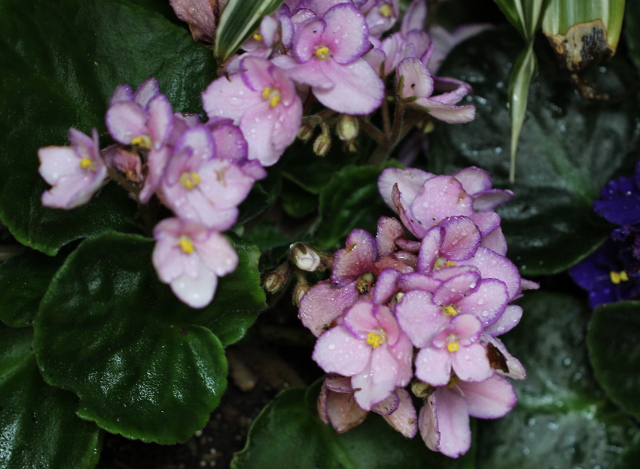 Walking with Cake: African Violets