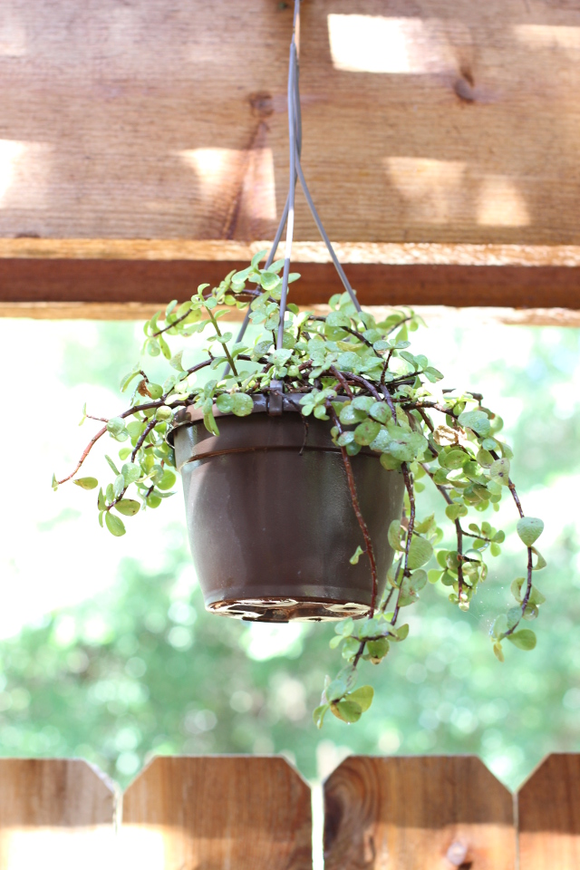 Walking with Cake: Hanging basket