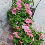 Walking with Cake: Porch Petunias