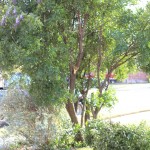 (The wind tore a large limb off our Mountain Laurel tree.)