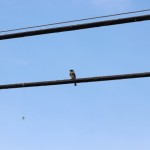 (Bird on a wire in Marble Falls, Texas.)