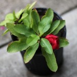 (Crown of Thorns from Wildseed Farms.)