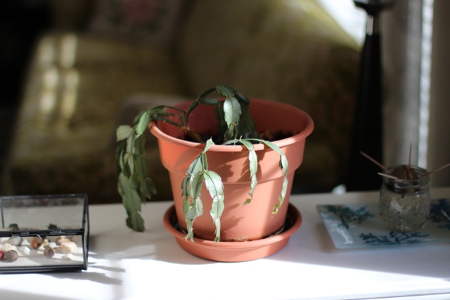 Walking with Cake: Sad Christmas Cactus