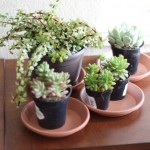 Walking with Cake: Succulent garden