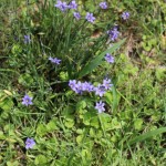 (Wild violets in my yard.)