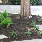 Walking with Cake: Backyard landscaping