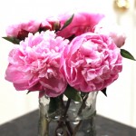 (Peonies, again, because they are pretty.)