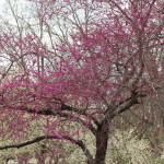 (A tree in bloom at our local park.)