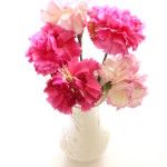 (Leftover carnations from a store bouquet.)