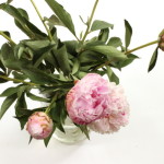 (I know they are so overdone, but we only get peonies in our local stores for a short time each spring.)