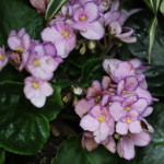 (African violets at Moody Gardens in Galveston.)