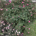 (My neighbor's roses after the rain. A little battered, but still beautiful.)